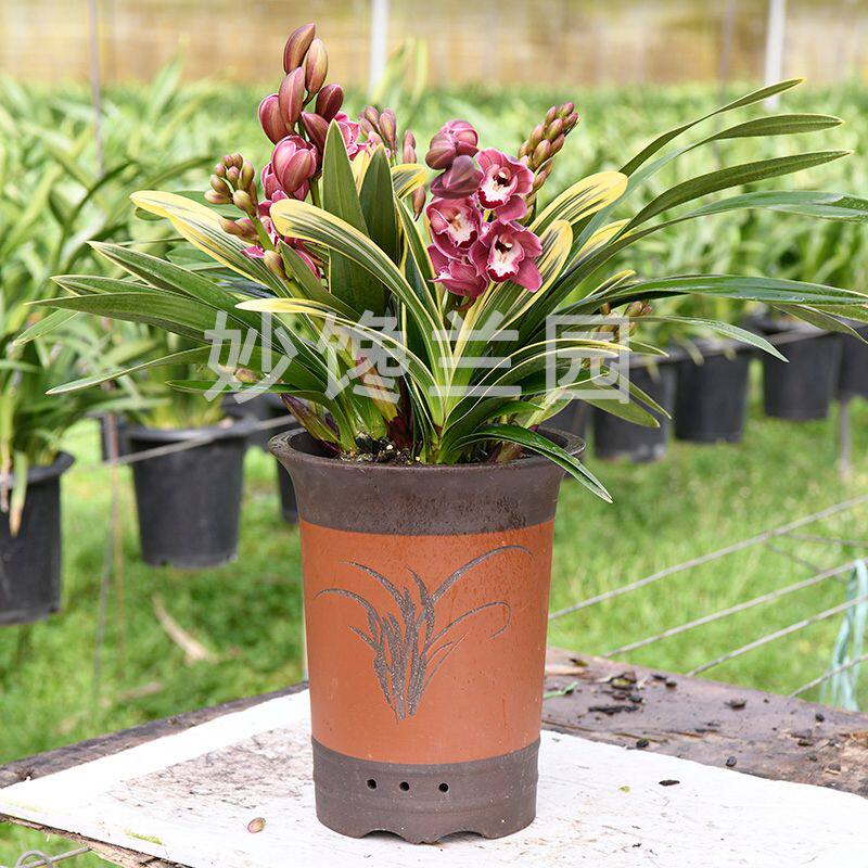 金边中国龙兰花桌面花室内花卉绿植红花基地直发年宵花大红袍花苞