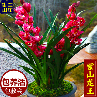 名贵兰花苗【紫山龙王】大宽叶蕙室内盆栽四季植花卉客厅阳台兰草