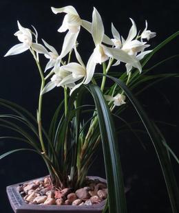 带花苞发货  老种兰花苗 莲瓣兰 大雪素 阳台盆栽花卉绿植植物