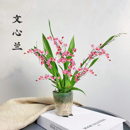 开花非常香文心兰室内梦香