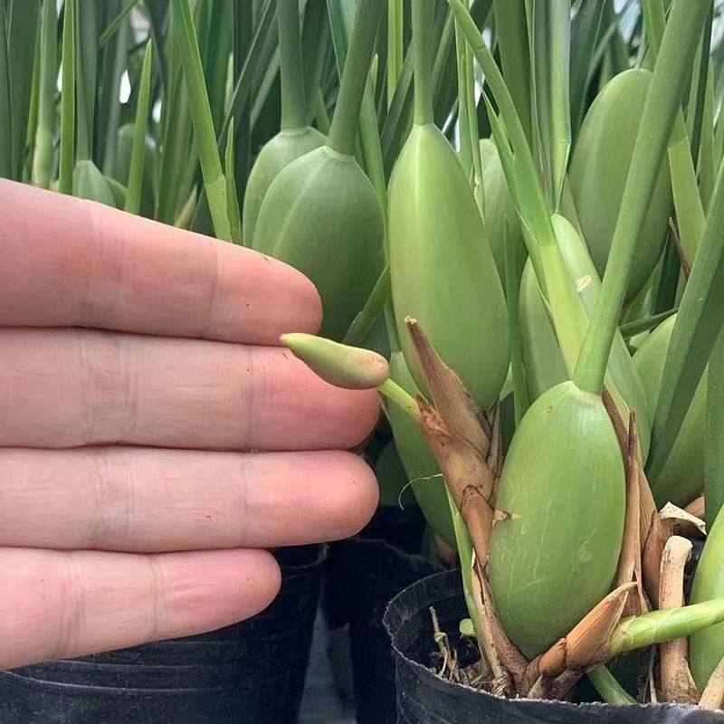 兰花咖啡兰客厅办公桌腋唇兰新奇绿植物盆栽景观浓郁