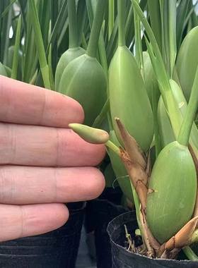 兰花带花苞兰花咖啡兰客厅