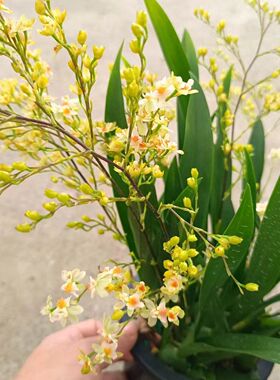 带花剑发货 黄色文心兰梦香 室内盆栽不断开花 花香