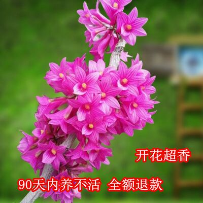 石斛开花驱蚊净化空气盆栽