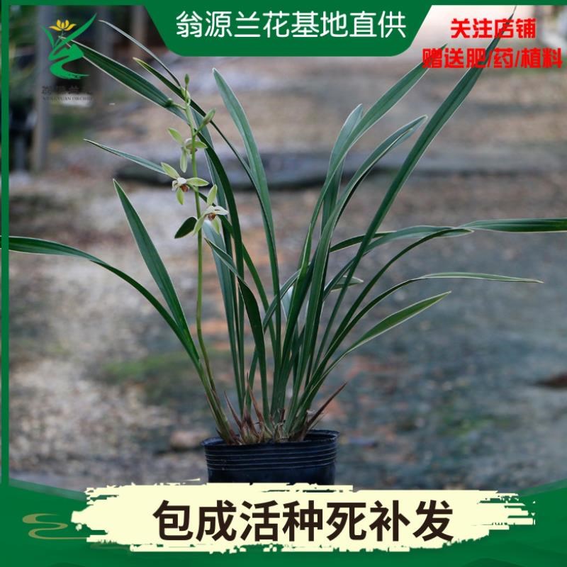 建兰铭品室内锦浓香好养富士 边艺 阳台办公绿植花卉盆栽