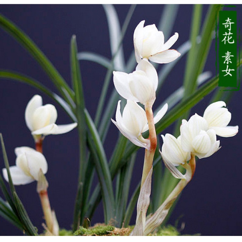 云南自然环境种植盆栽兰花苗