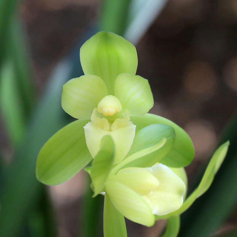 新品浓香素心建兰 素君荷 兰花苗 好养室内绿植