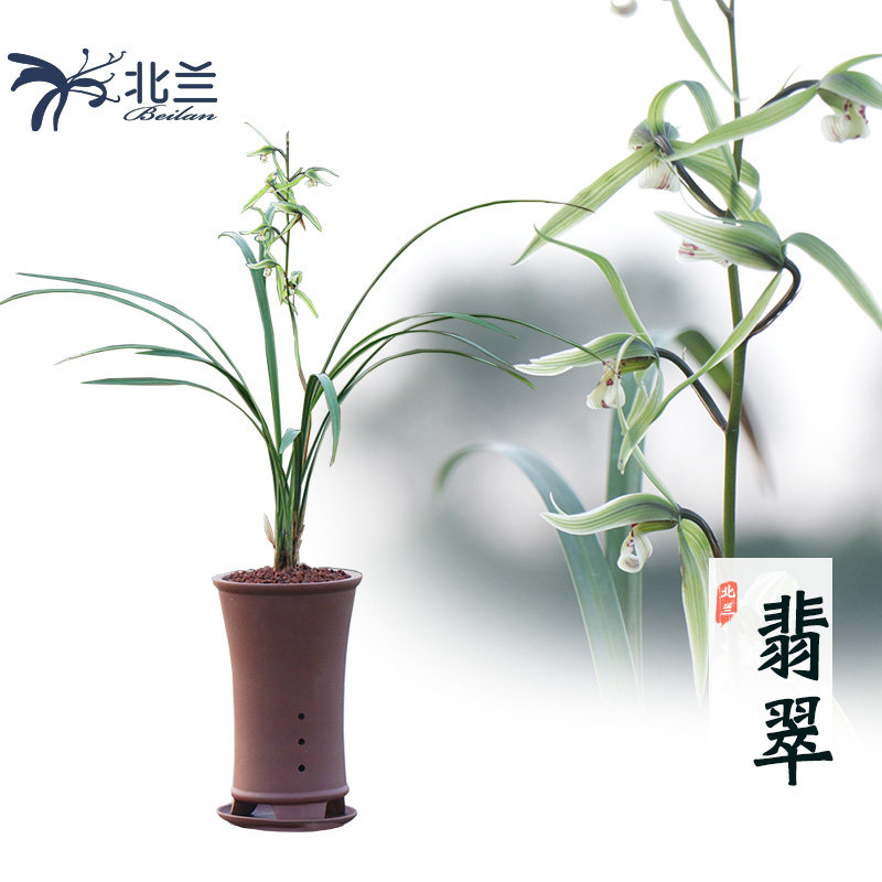 翡翠 寒兰 兰花苗 好养花卉细叶绿植兰花兰草室内