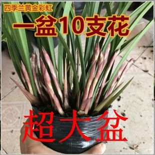 超低价 开花香室内盆栽花卉绿植 现不带花苞 黄金彩虹