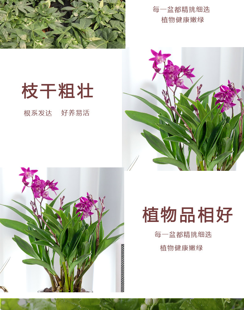 石斛兰澳洲香水植物盆栽水培植物