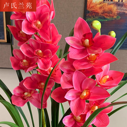 超香兰花 红贵人浓香型盆栽四季好养建兰花卉绿植兰草兰花苗