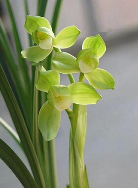 绿植四川自然兰花苗园艺盆景包邮