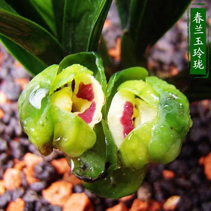 兰花浓香型玉玲珑四季绿植盆栽