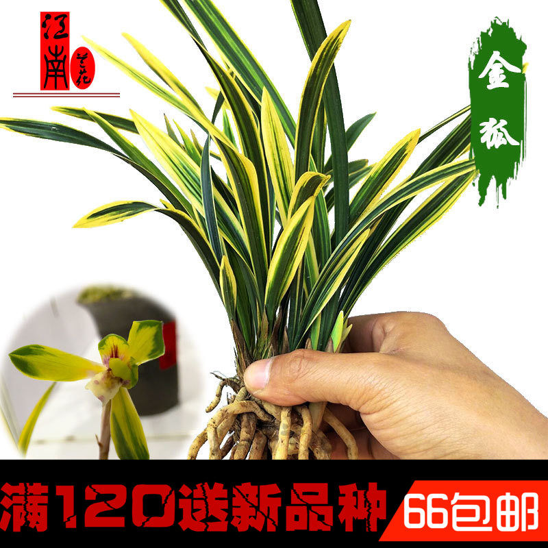 兰花苗春兰线艺虎斑奇花浓香 金狐 兰草花苗花卉绿植盆栽纯好养