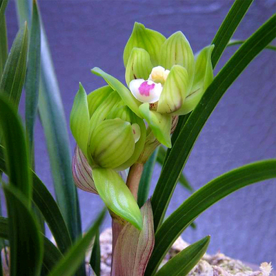 名贵春兰矮种皇后绿云荷瓣极品兰花苗苞阳台花卉盆栽绿植