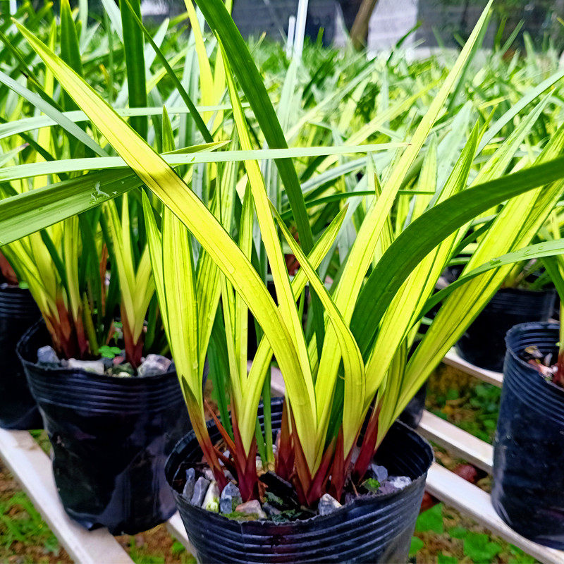 线艺兰 绿鸟嘴 四季开花 特香