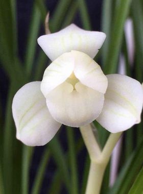 绿植阳台云南兰花苗老品种