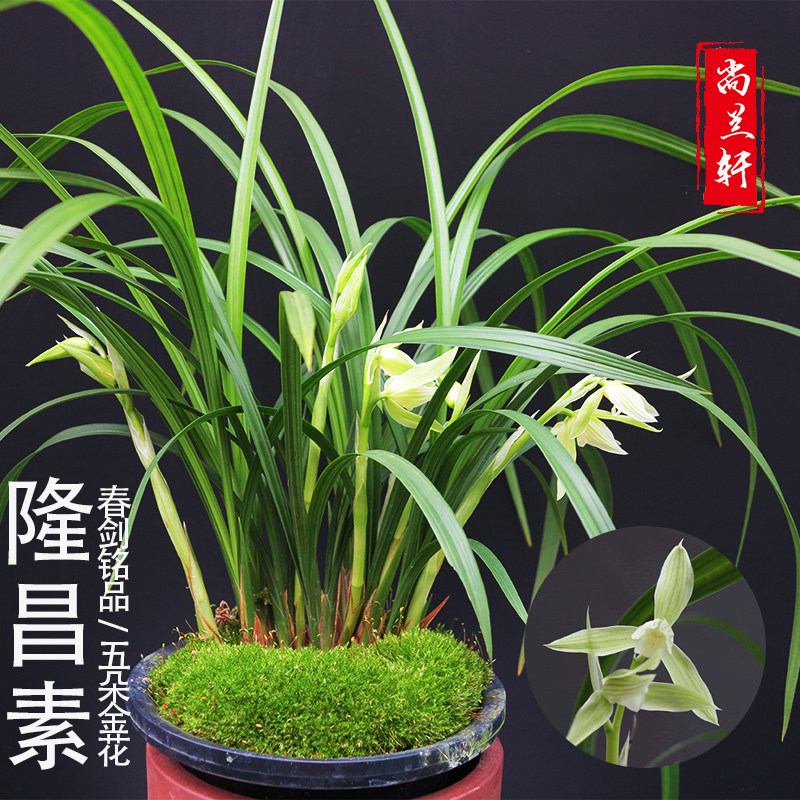 【隆昌素】春剑原生种兰花苗朱德素浓香型 - 实物图