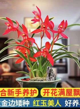 建兰金边浓香【红玉美人】夏季春季红色新手易活兰花栽培草本养护