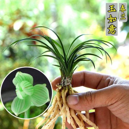 兰花苗春兰迷你 超级矮种  如意荷浓香型花季 绿植