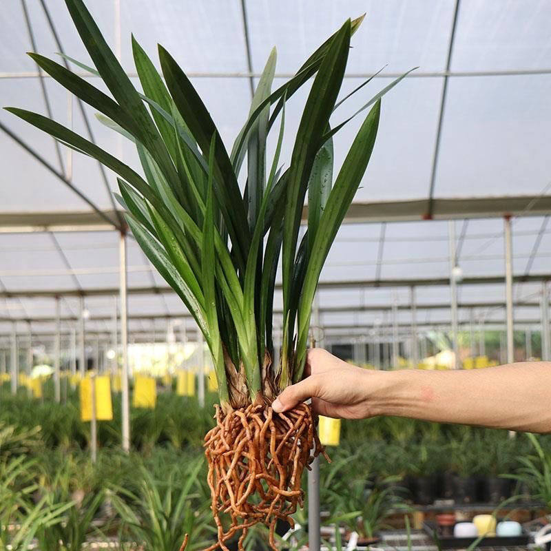 企黑 金边墨兰企黑爪 大花蕙兰 客厅盆栽花卉绿植