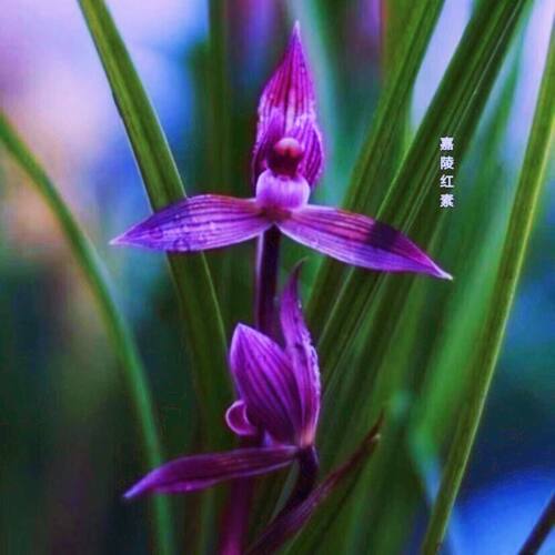 兰花【嘉陵红素】新品高档花卉浓香型盆栽室内绿植