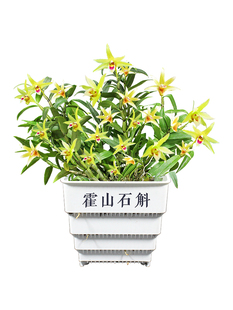 食用 石斛花 观赏 霍山铁皮石斛苗米斛大苗3年6株
