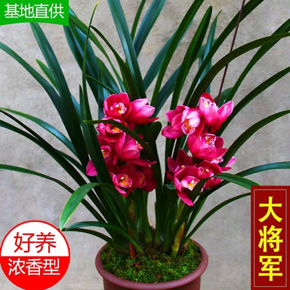超香型 大将军 兰花盆栽大花蕙兰花卉绿植