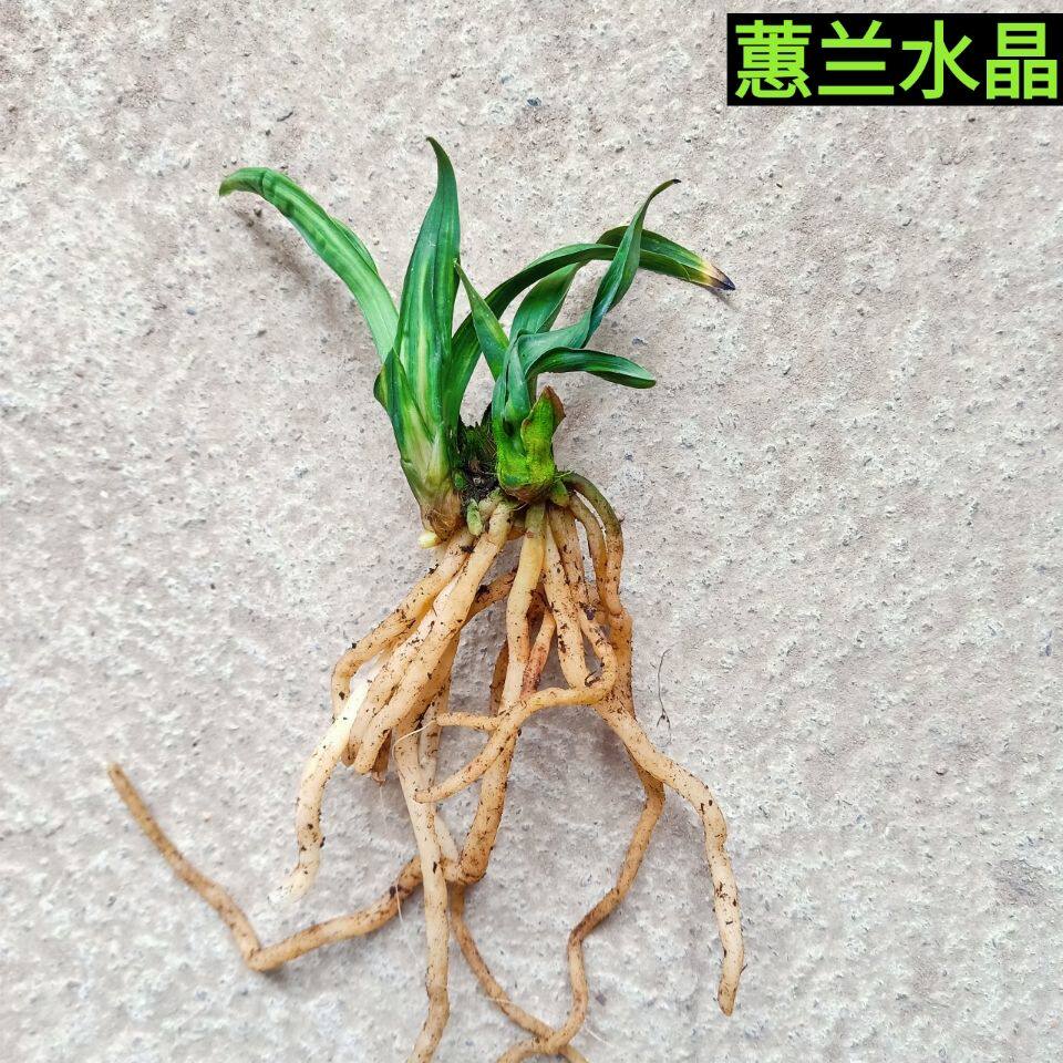 蕙兰矮种 水晶 来自山农 数量少 值得收藏