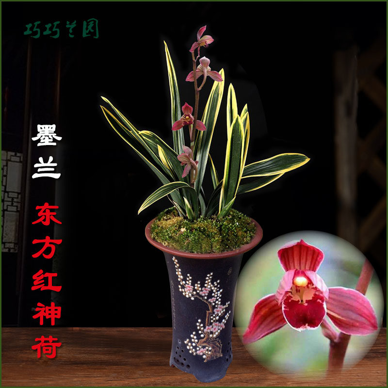 兰花 红荷冠 矮种 东方 红神荷 金边艺  禅月达摩 - 实物图