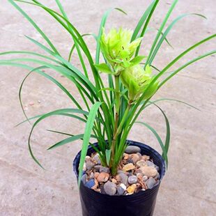 正品  老种大唐盛世兰花苗 浓香名品名贵艺术