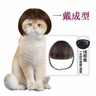 波波头拍照道具可爱宠物头饰发饰搞笑齐刘海狗狗猫咪假发搞怪整蛊