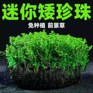 迷你矮珍珠坨水草植物鱼缸造景淡水阴性前景坨草懒人水草自动沉底