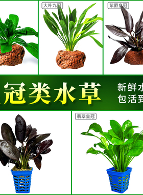 紫爵皇冠水草植物鱼缸红紫色阴性淡水真草造景中后景翡翠皇冠新手