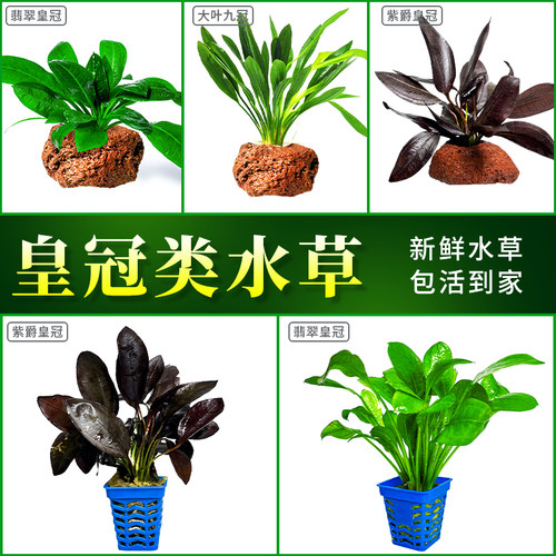 紫爵皇冠翡翠皇冠阴性淡水