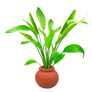 陶罐水草鱼缸造景摆件装饰增氧阴性水培绿菊蜈蚣草榕净水定植套餐