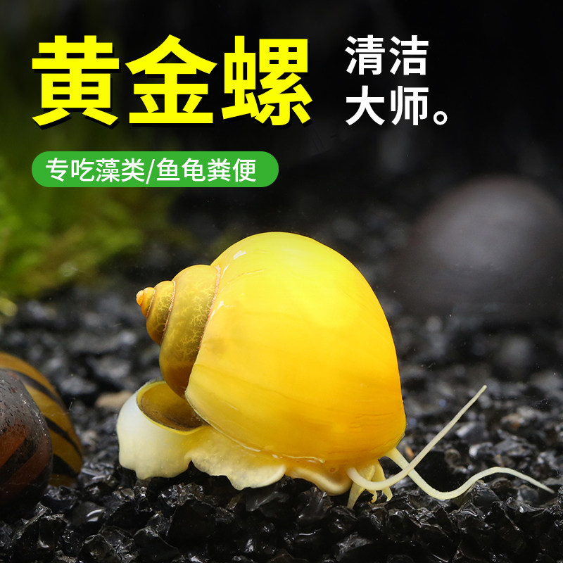 观赏螺淡水黄金螺鱼缸除藻工具吃藻清缸清理大号蜗牛小宠物活体