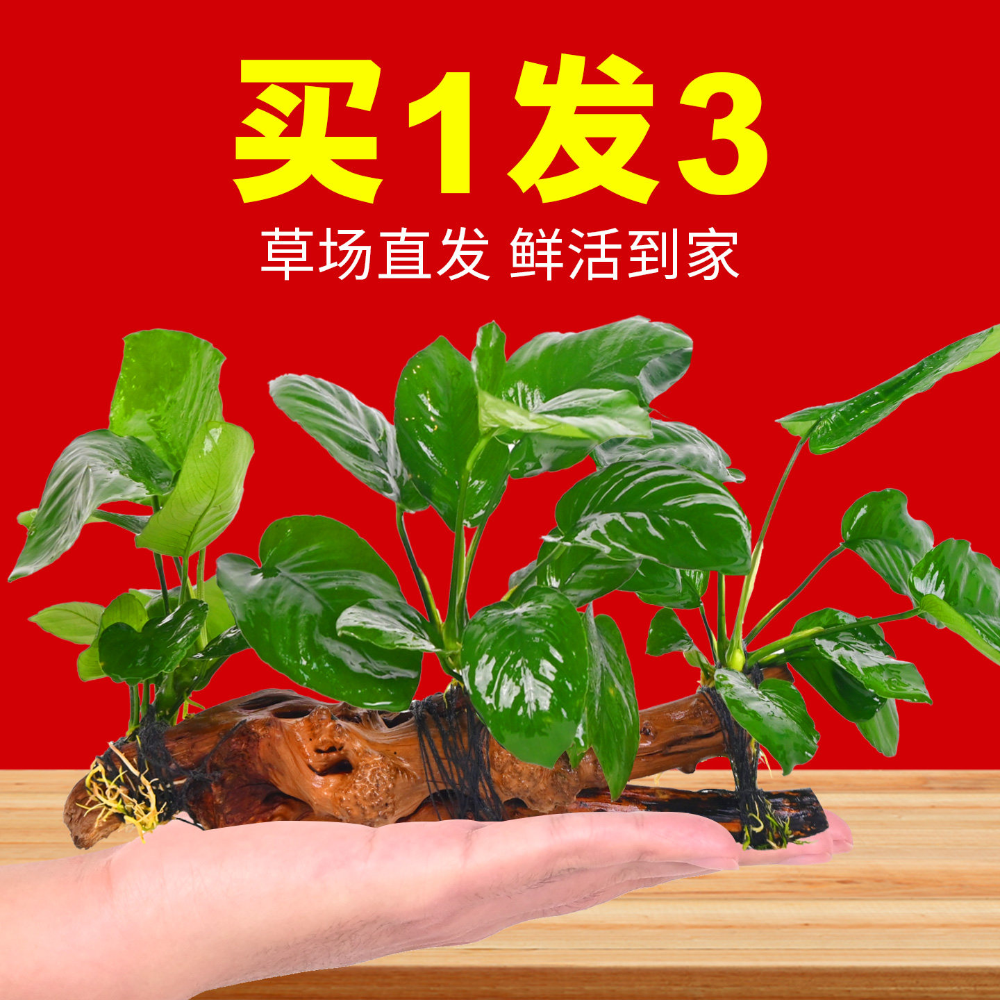 水榕沉木水草植物鱼缸造景装饰摆件懒人淡水阴性增氧净水椰壳屋