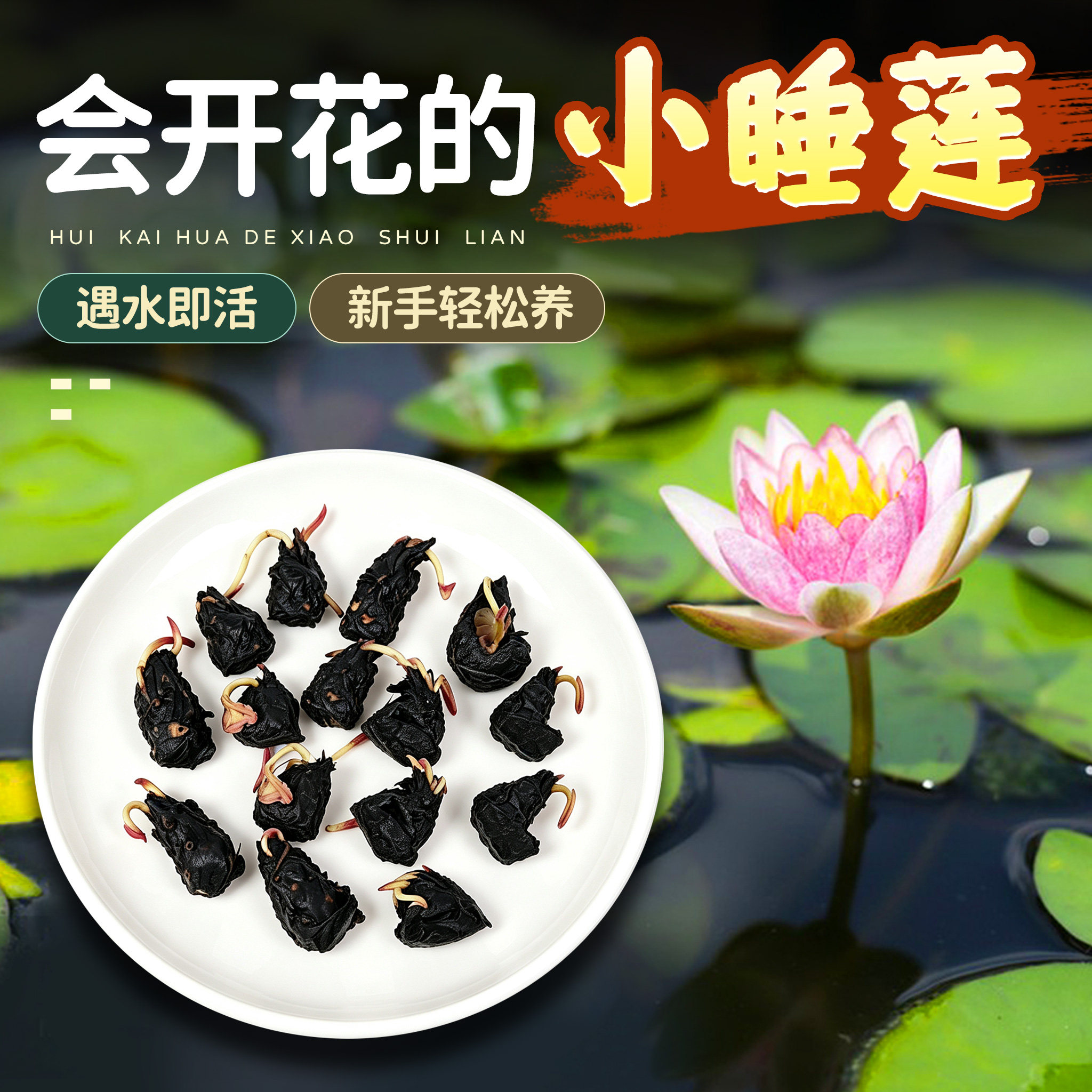 迷你小睡莲水草植物鱼缸造景盆栽带芽荷根碗莲净水花卉好养鱼缸池