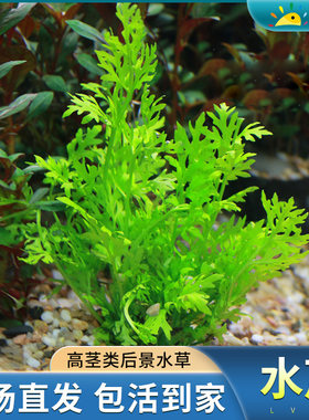 水芹水草植物鱼缸水草造景
