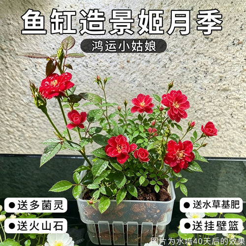 鱼缸造景超微月季带花苞小姑娘可水培一套成景带定植篮微景观办公