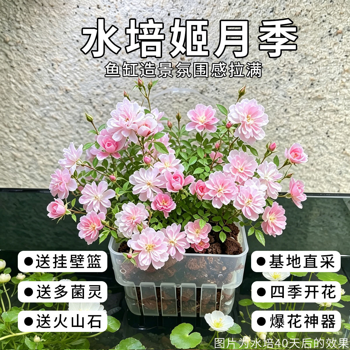 鱼缸小缸造景水培植物姬月季姬乙女带定植篮壁挂式爆花开花绿植