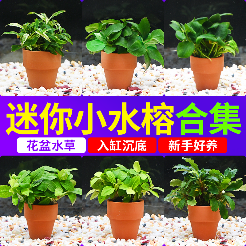 小水榕迷你榕水草花盆鱼缸造景