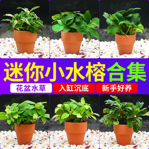 小水榕迷你榕水草花盆鱼缸造景