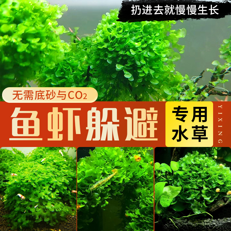 散装怪蕨莫斯，垂泪莫斯，鱼缸造景