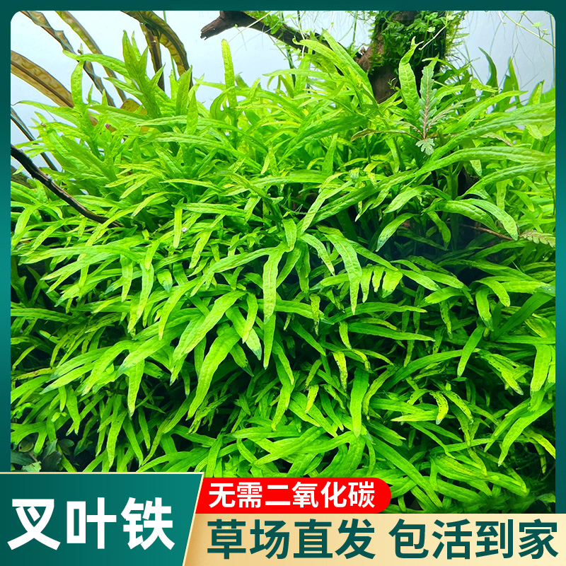 ADA叉叶铁皇冠阴性水草丹麦细叶铁缸造景淡水植物中景绑沉木石头-封面