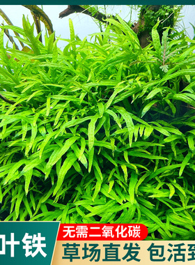 ADA叉叶铁皇冠阴性水草丹麦细叶铁缸造景淡水植物中景绑沉木石头