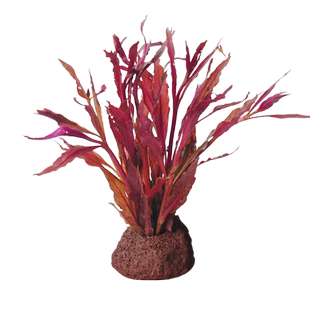 金鱼藻蜈蚣草水草植物绿菊鱼缸造景水培真草养鱼草缸绿植净水新手