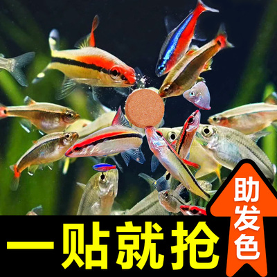 夜楼兰小型鱼贴片鱼食孔雀鱼饲料热带鱼金鱼灯鱼粮鹦鹉鱼红虫发色