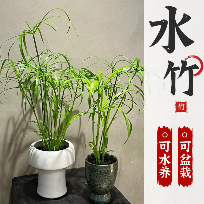 水竹风车草挺水植物旱伞草图片